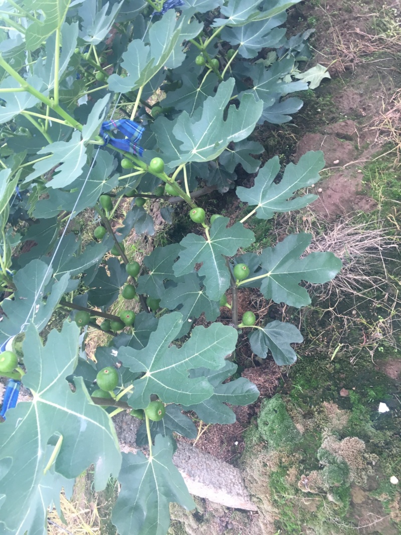 【热销】玻姬红无花果果树品种保证南北种植包纯度