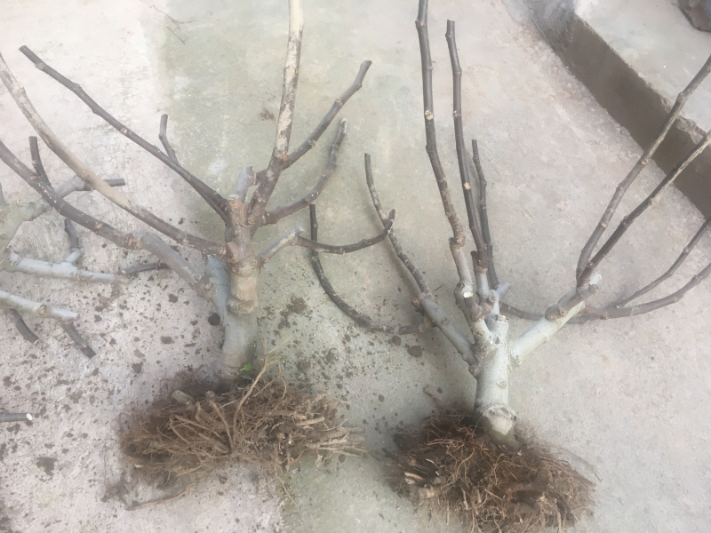 【热销】玻姬红无花果果树品种保证南北种植包纯度