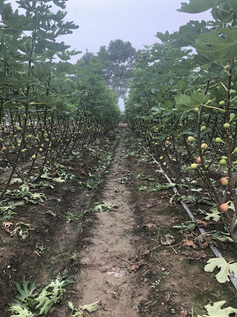 【热销】玻姬红无花果果树品种保证南北种植包纯度