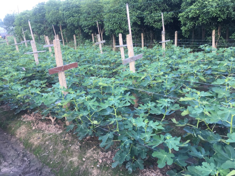 【热销】玻姬红无花果果树品种保证南北种植包纯度