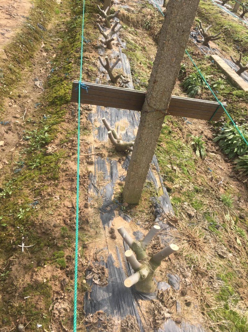 【热销】玻姬红无花果果树品种保证南北种植包纯度