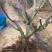 【热销】玻姬红无花果果树品种保证南北种植包纯度