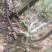 【热销】玻姬红无花果果树品种保证南北种植包纯度