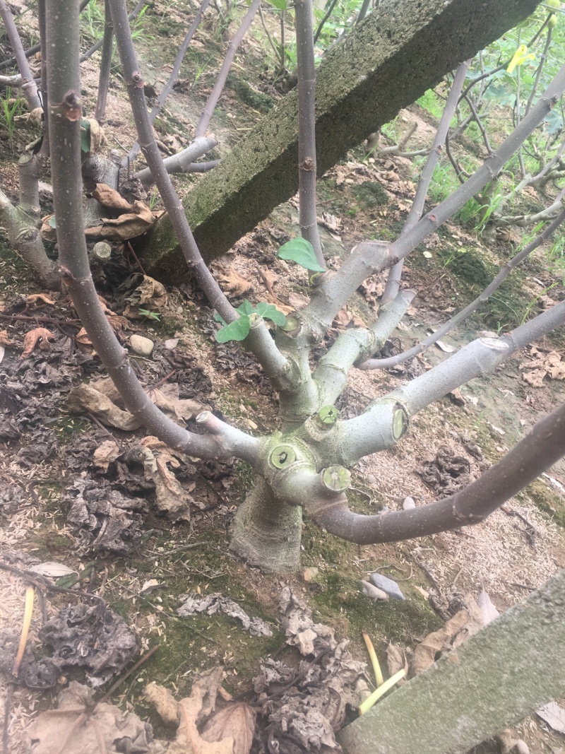 【热销】玻姬红无花果果树品种保证南北种植包纯度