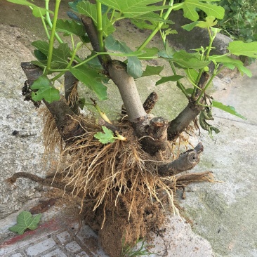 【热销】玻姬红无花果果树品种保证南北种植包纯度