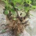 【热销】玻姬红无花果果树品种保证南北种植包纯度