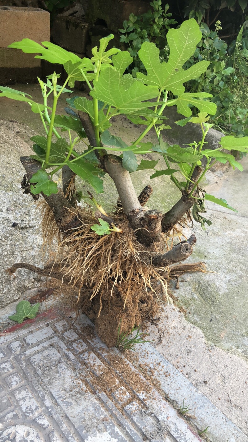 【热销】玻姬红无花果果树品种保证南北种植包纯度