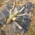 【热销】玻姬红无花果果树品种保证南北种植包纯度