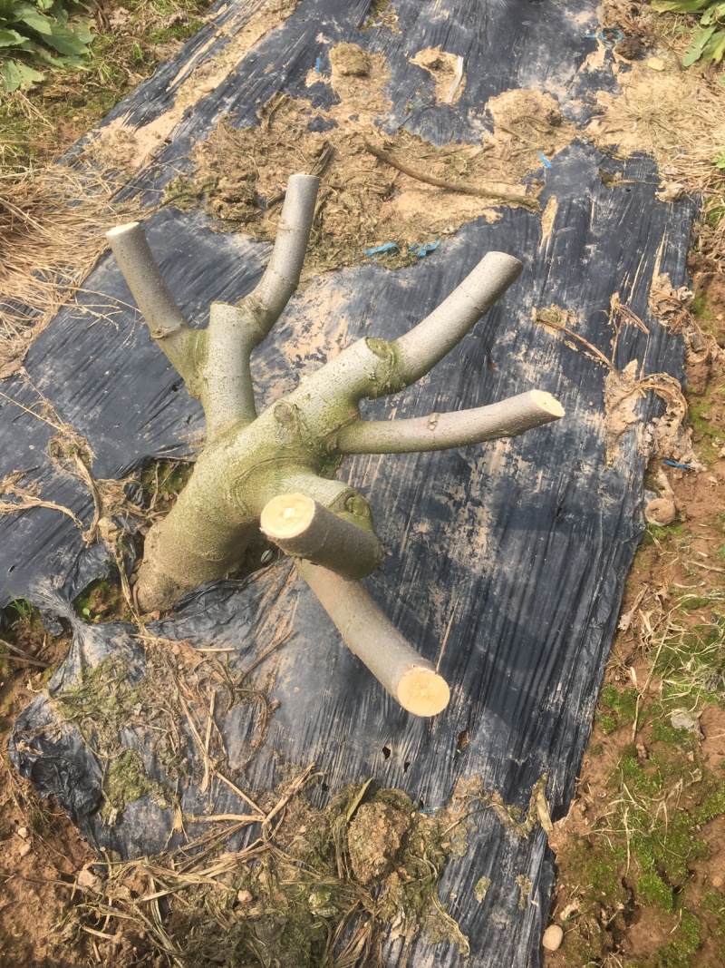 【热销】玻姬红无花果果树品种保证南北种植包纯度