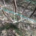 【热销】玻姬红无花果果树品种保证南北种植包纯度