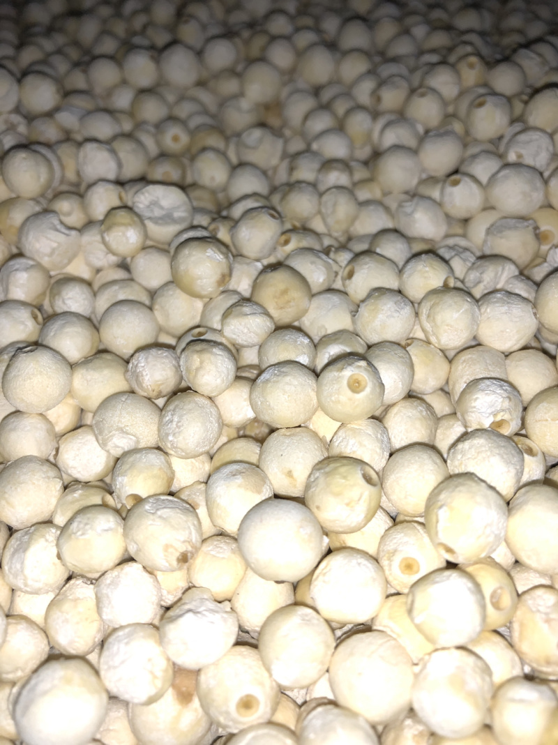 自己家种植精品干苏芡