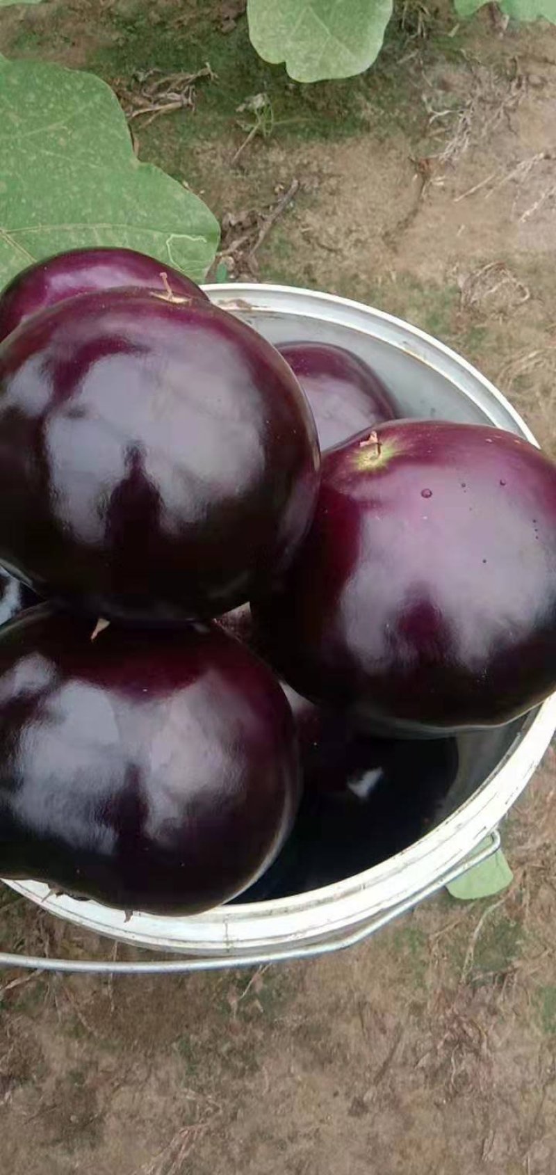 万亩大棚精品紫光圆茄个头大常年代收货源充足