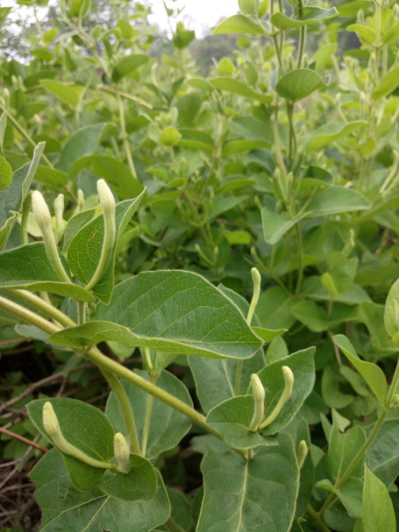 金银花苗树型金银花产量高农户自家栽培