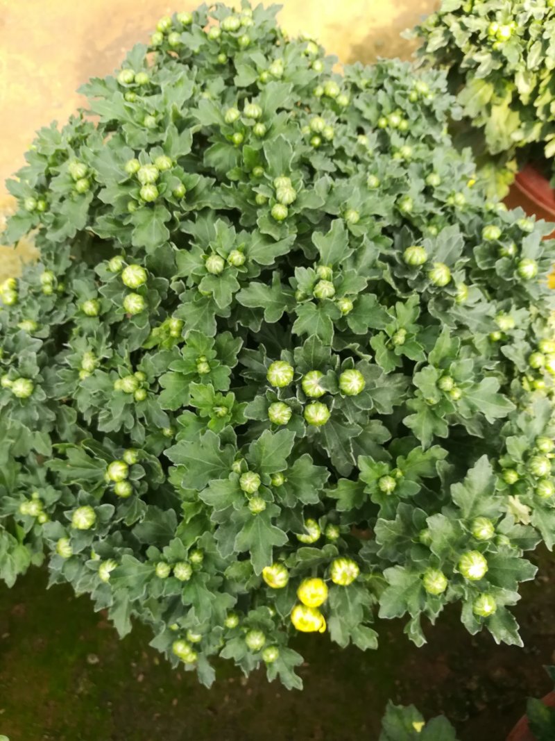 千头菊大量现货红色黄色两种颜色