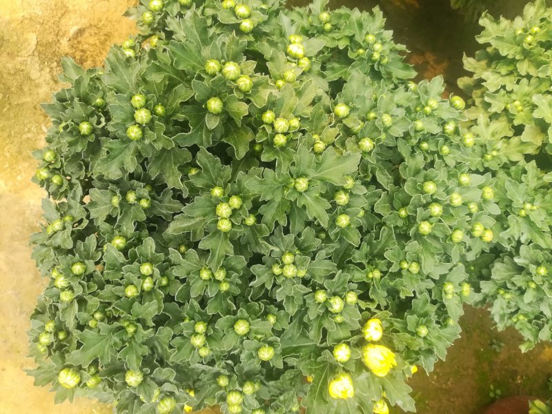 千头菊大量现货红色黄色两种颜色