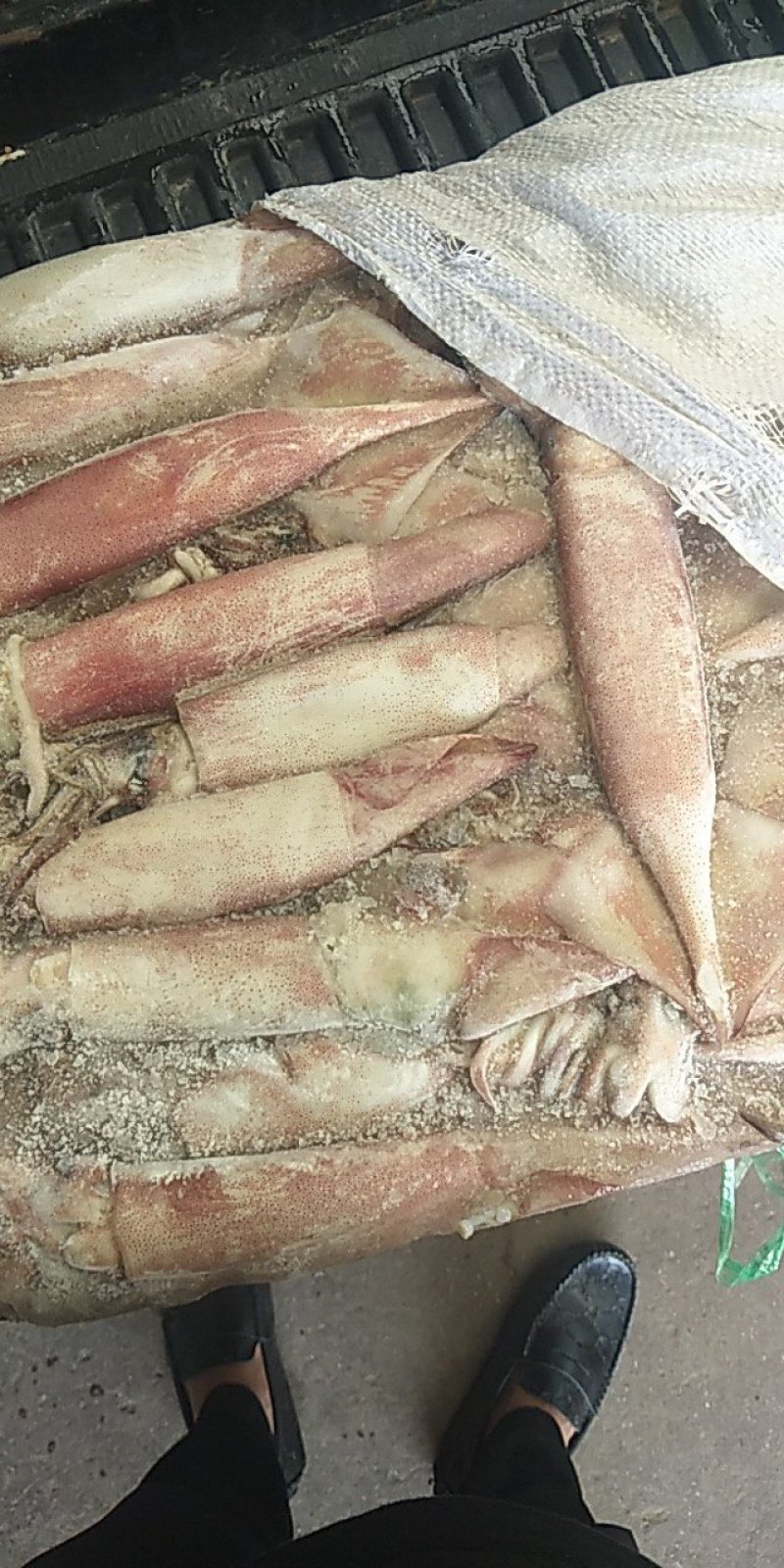北朝鱿鱼自家渔船一手货源