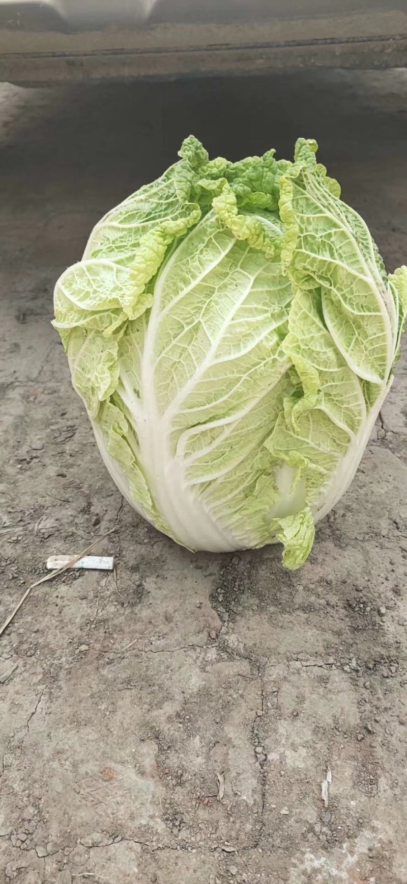 东北玲珑黄大量上市。有需要的请联系我。保质保量。