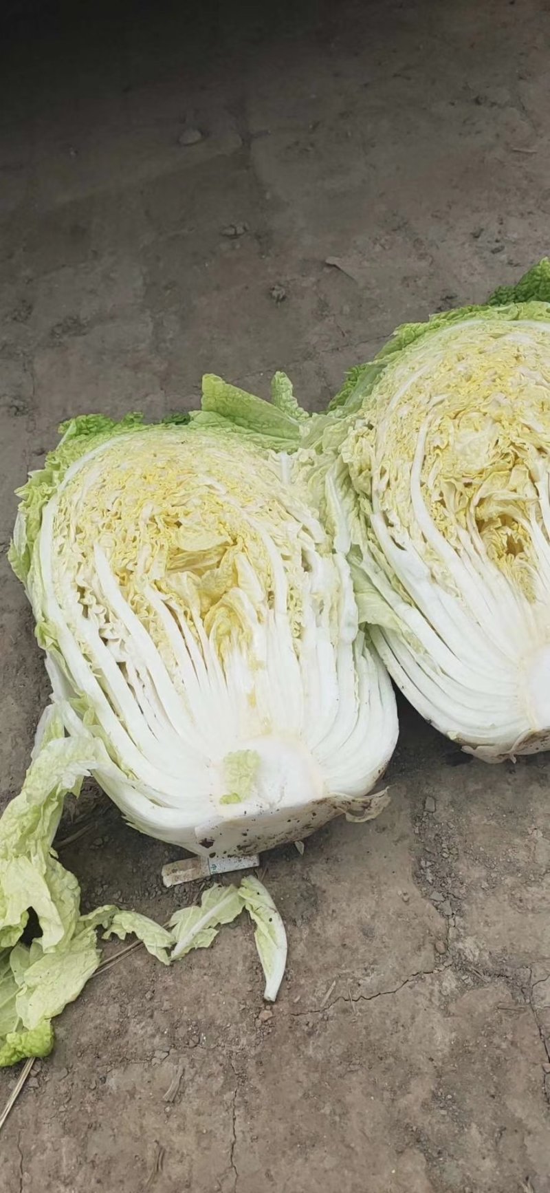 东北玲珑黄大量上市。有需要的请联系我。保质保量。