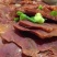 驴肉，真驴肉，贵驴肉，生熟驴肉，保证纯驴肉，有假欢迎举报