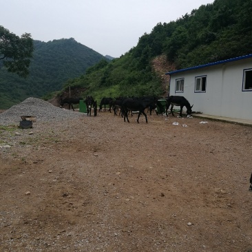 驴肉，真驴肉，贵驴肉，生熟驴肉，保证纯驴肉，有假欢迎举报