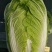（优质夏阳白菜）通许夏先锋热白菜热销中质量保证欢迎来电