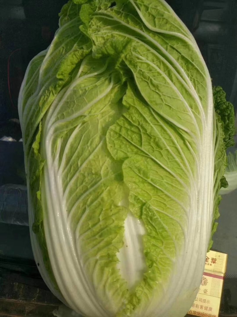 （优质夏阳白菜）通许夏先锋热白菜热销中质量保证欢迎来电