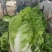 （优质夏阳白菜）通许夏先锋热白菜热销中质量保证欢迎来电