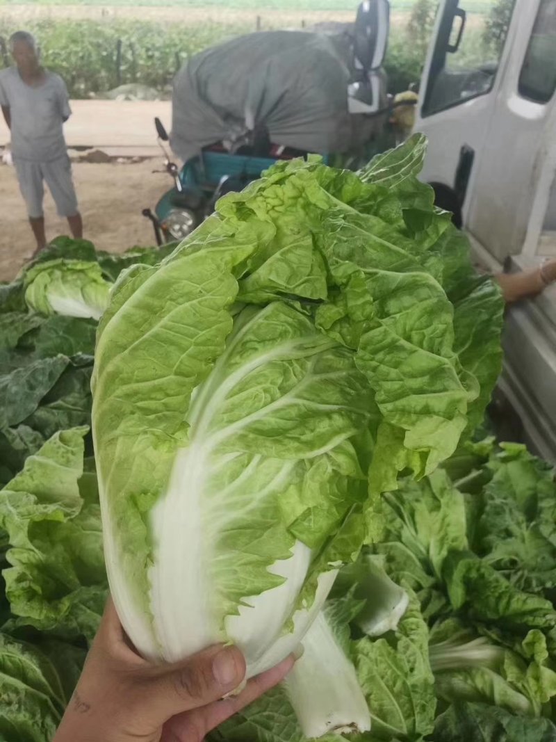 （优质夏阳白菜）通许夏先锋热白菜热销中质量保证欢迎来电