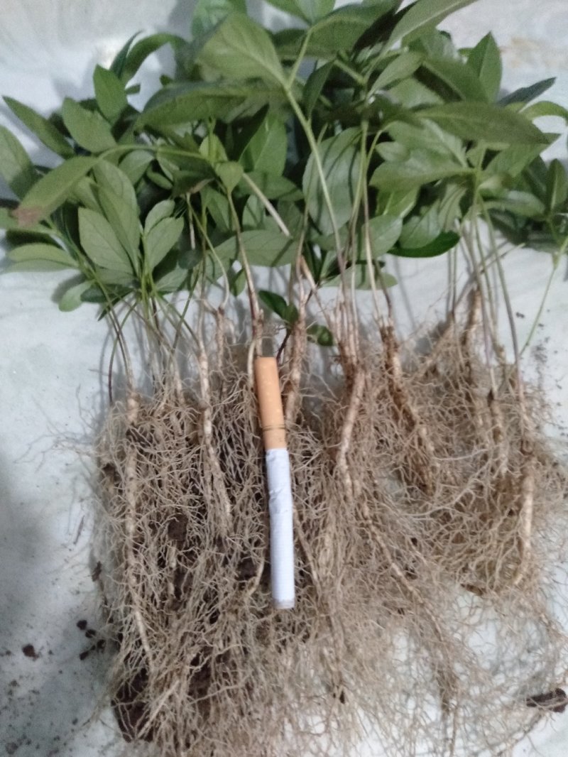 野生优质白鲜皮苗