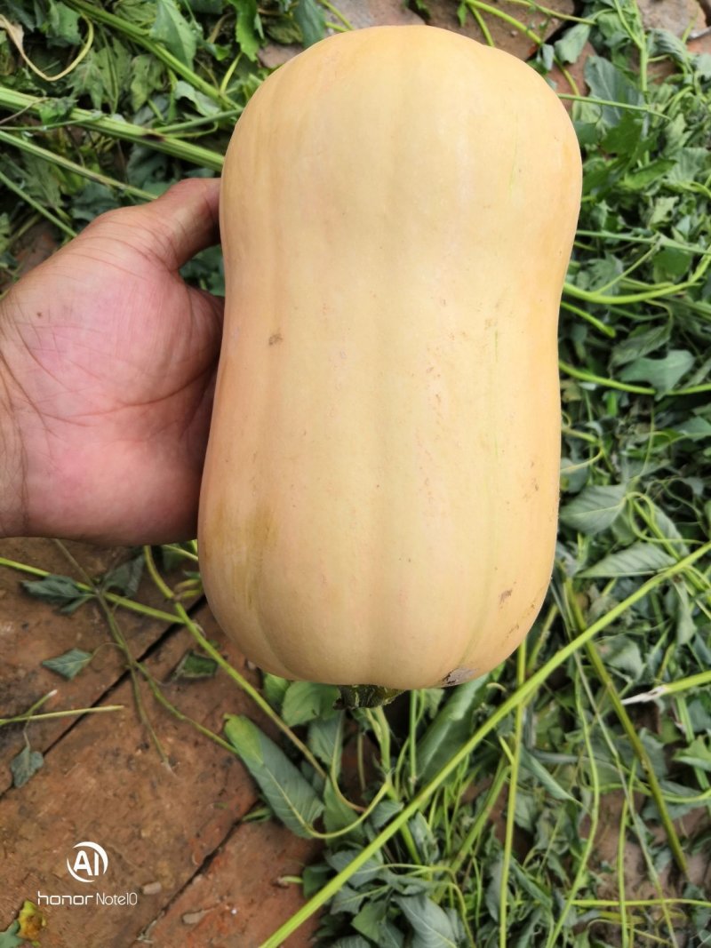 汉纳奶油南瓜