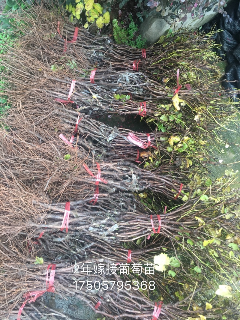 【精品】蓝宝石葡萄苗品种纯正根系旺盛提供技术指导！