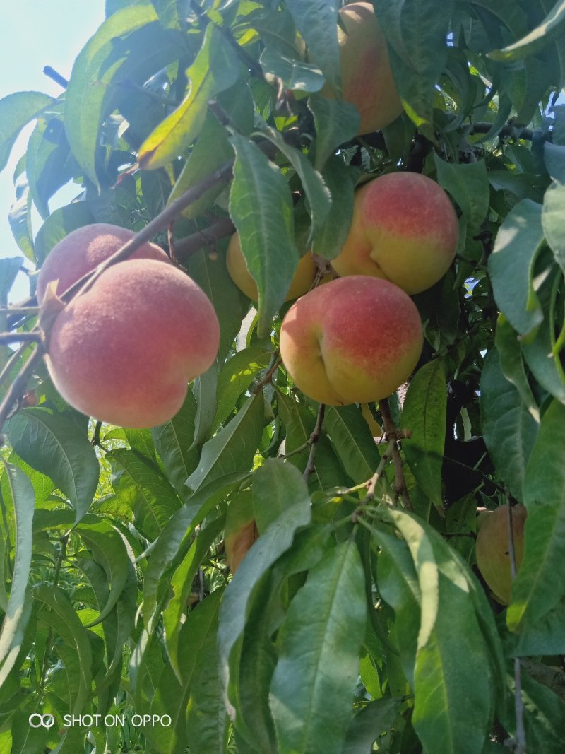 中秋水蜜桃