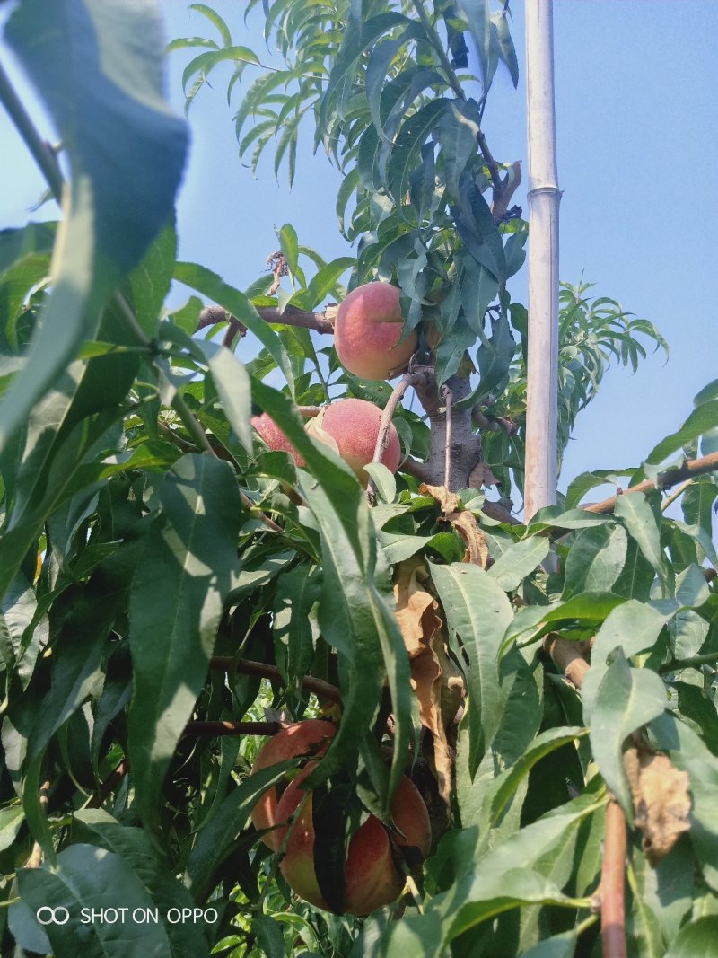 中秋水蜜桃