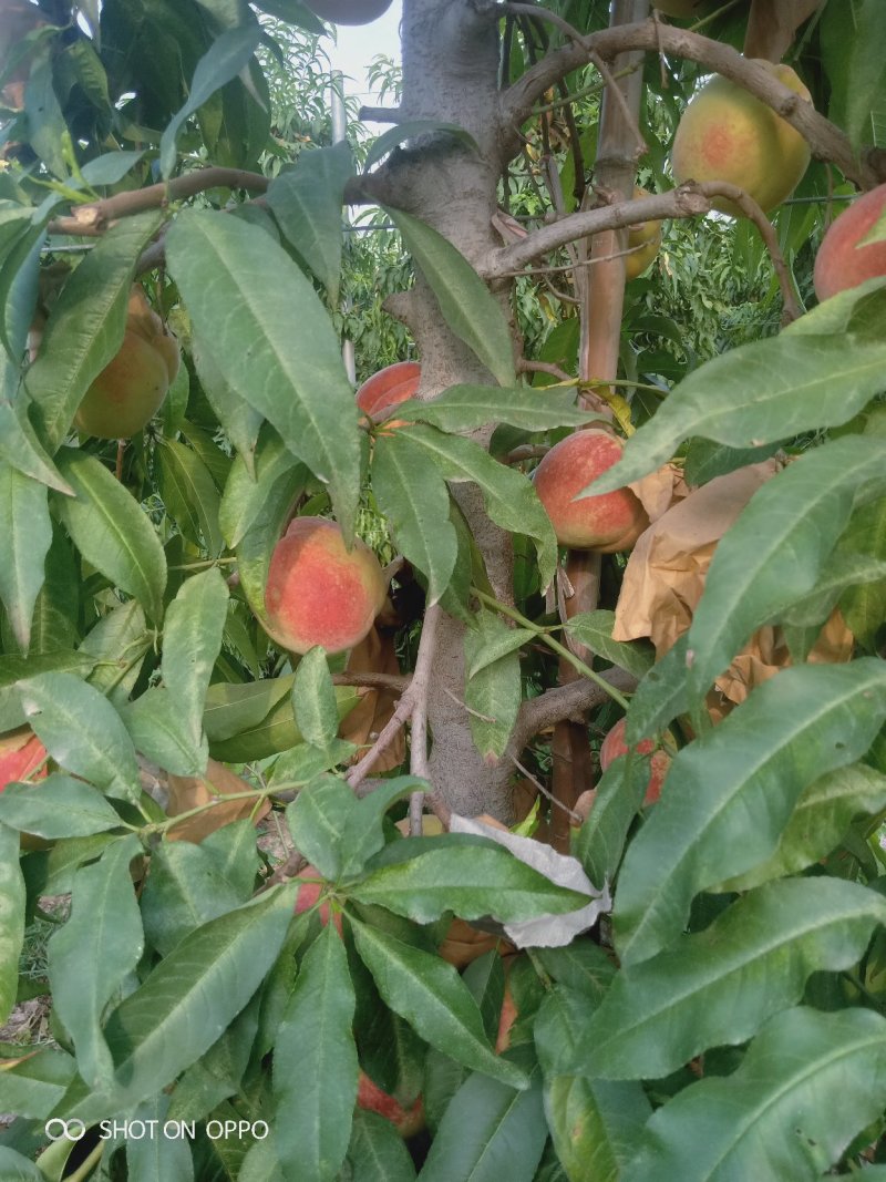 中秋水蜜桃