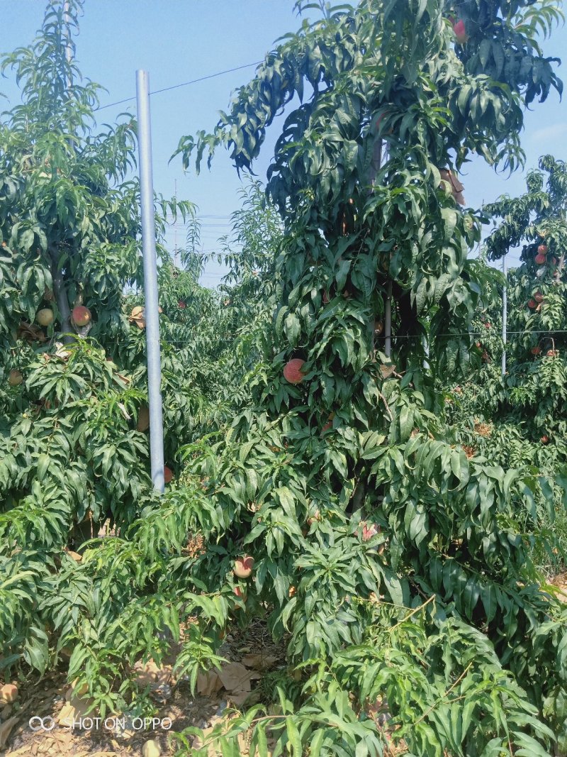 中秋水蜜桃