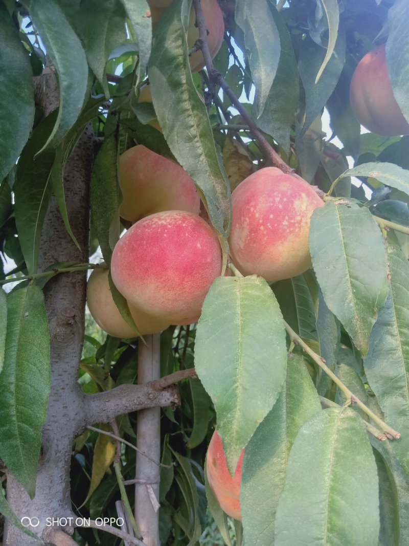 中秋水蜜桃