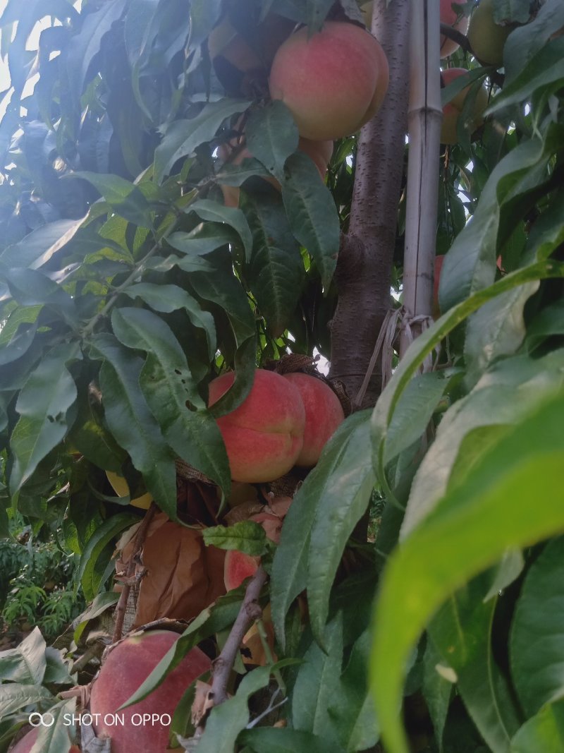 中秋水蜜桃
