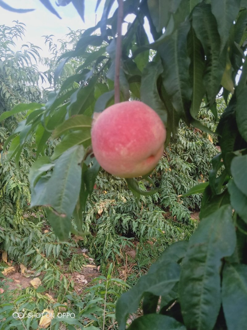 中秋水蜜桃