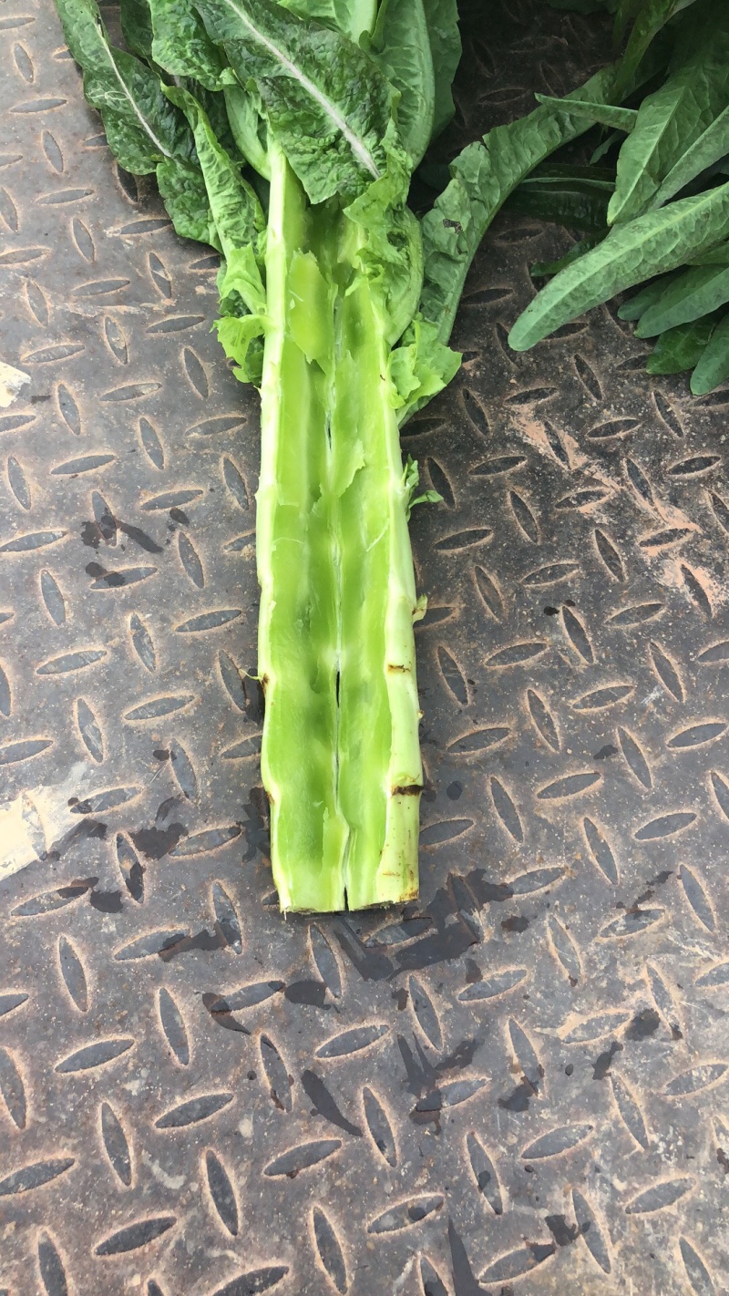【热销】莴笋红叶莴笋皮薄不空心货源稳定产地直销