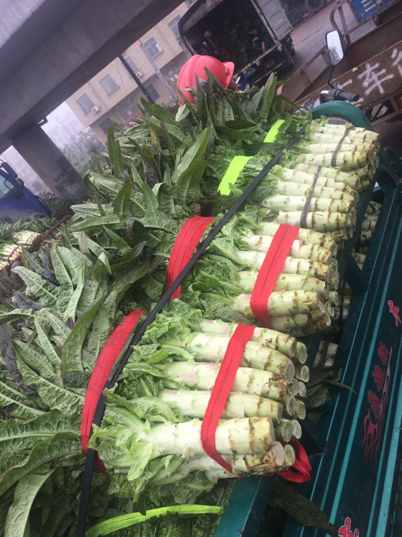 【热销】莴笋红叶莴笋皮薄不空心货源稳定产地直销