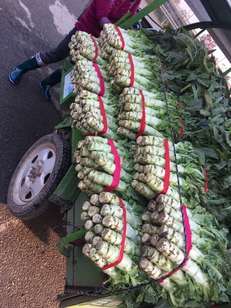 【热销】莴笋红叶莴笋皮薄不空心货源稳定产地直销
