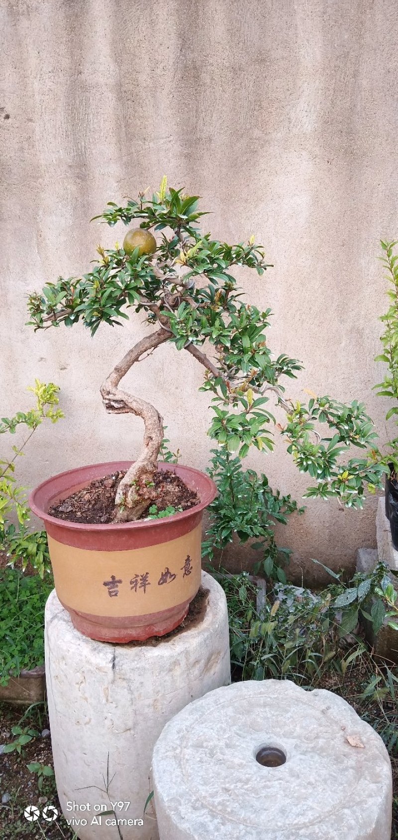 石榴树盆景