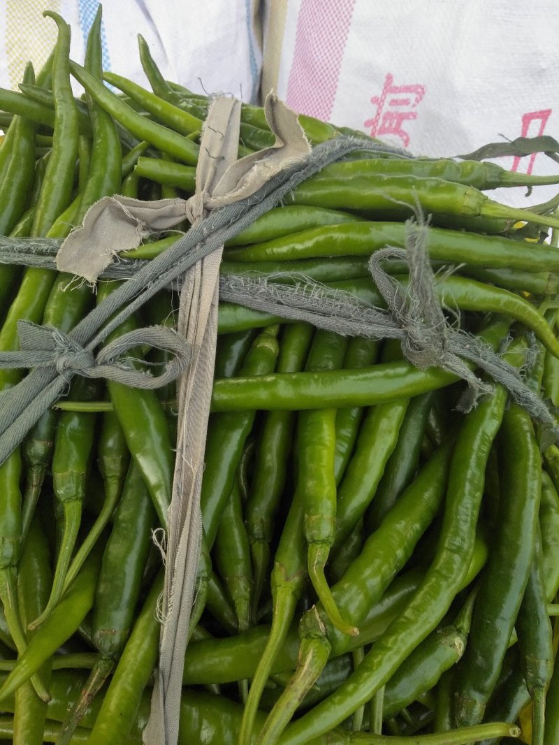 线椒