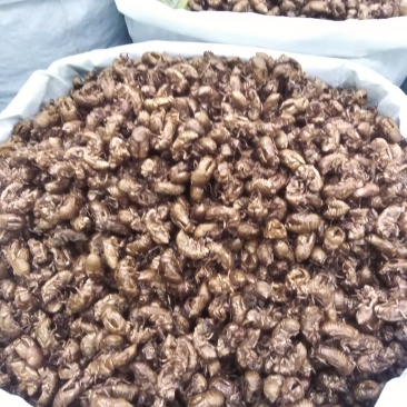 蝉蜕，无沙，药行直发，诚信经营