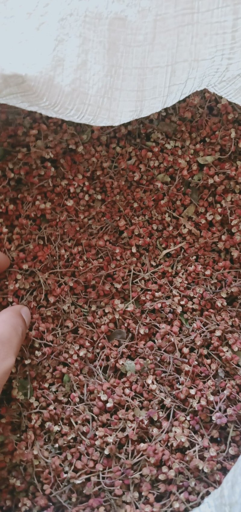 花椒大红袍