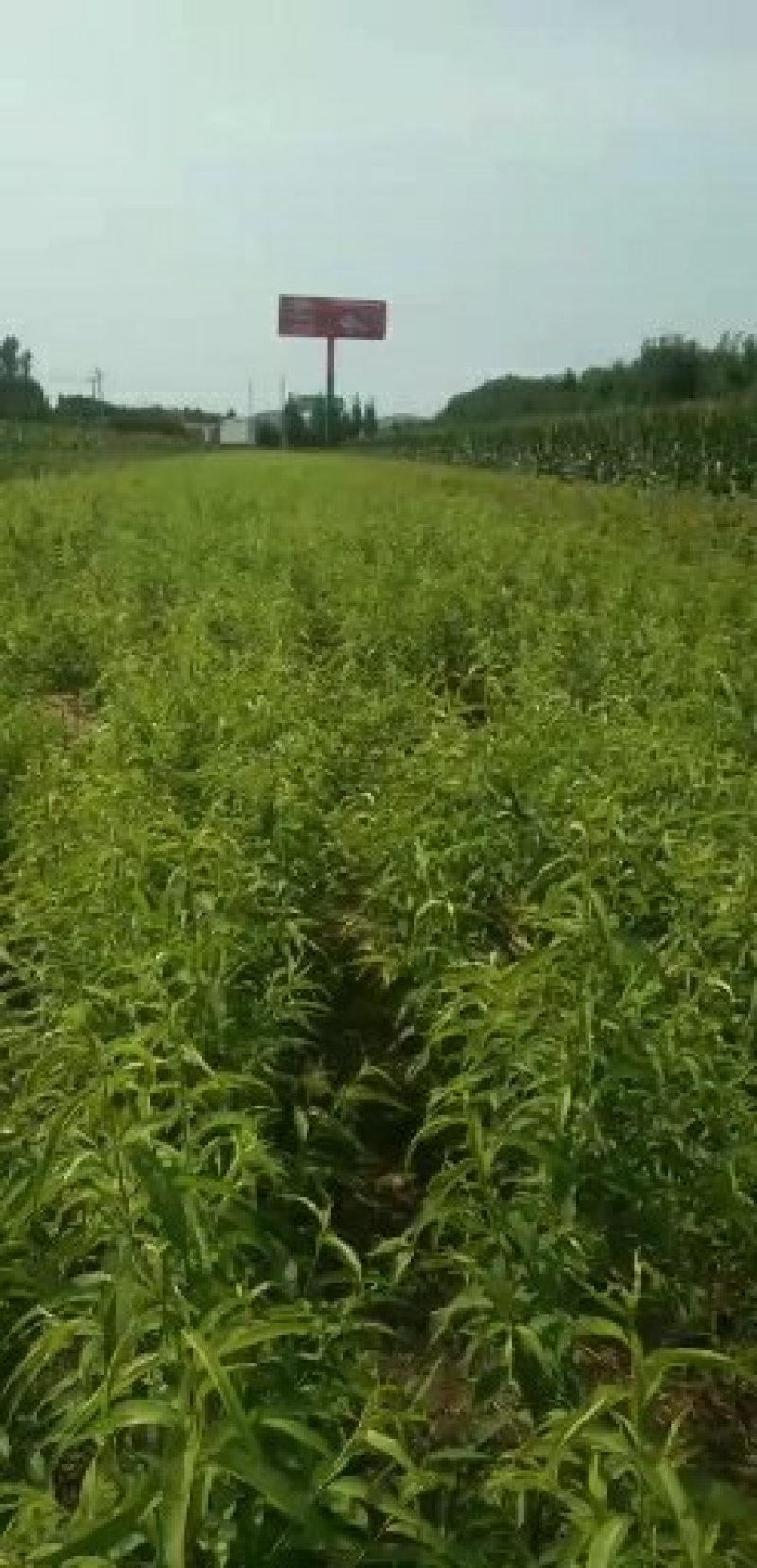 突围桃苗，中桃9号硬质桃苗，果大耐运输，大果，糖度高包邮