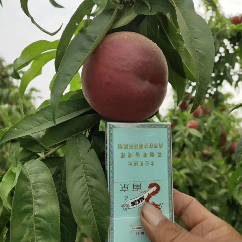 突围桃苗，中桃9号硬质桃苗，果大耐运输，大果，糖度高包邮