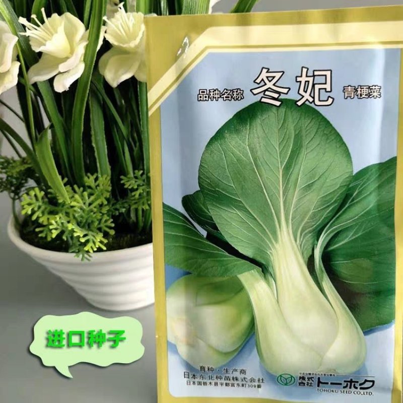 农播王冬妃青梗菜种子进口种F1耐寒抗冻梗肥厚10克