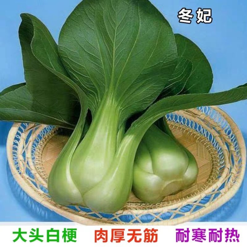 农播王冬妃青梗菜种子进口种F1耐寒抗冻梗肥厚10克