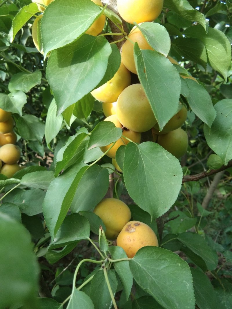 玫香蜜杏苗，早金燕蜜杏，丰圆红杏，本省包邮